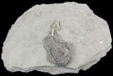 Crinoid (Platycrinites) With Coral - Crawfordsville, Indiana #125925-1